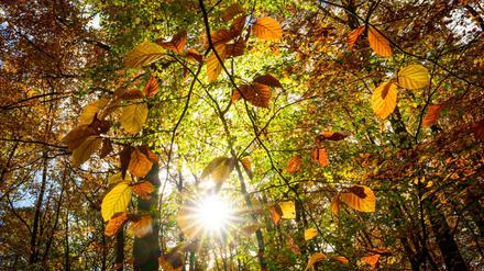 In Berlin und Brandenburg wird es in den nächsten Tagen sonnig. (Symbolfoto)