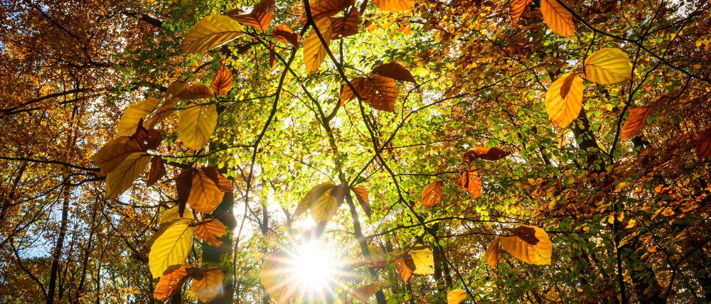 In Berlin und Brandenburg wird es in den nächsten Tagen sonnig. (Symbolfoto)