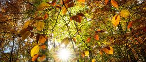 In Berlin und Brandenburg wird es in den nächsten Tagen sonnig. (Symbolfoto)
