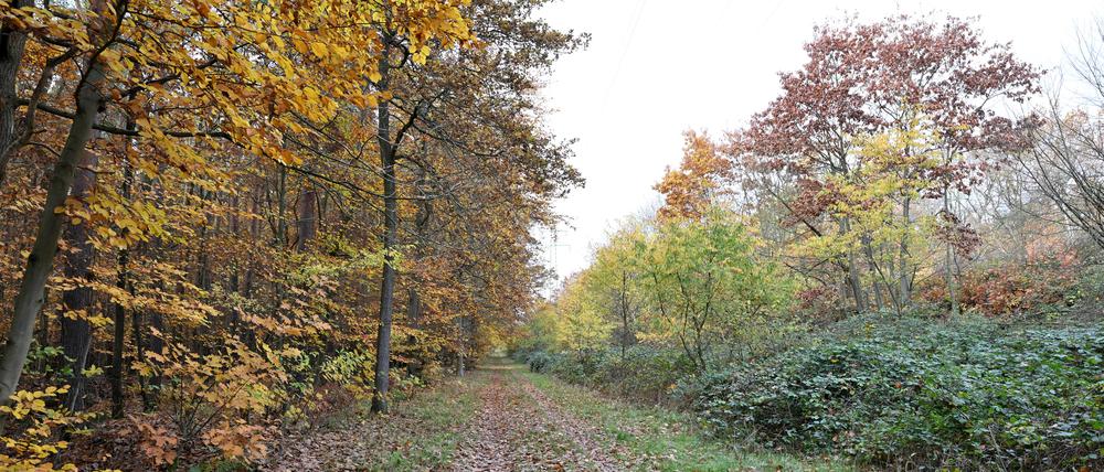 Am Bahndamm nahe dem Bahnhof Pirschheide steht ein Waldbrandschutzstreifen aus Roteichen (rechts).