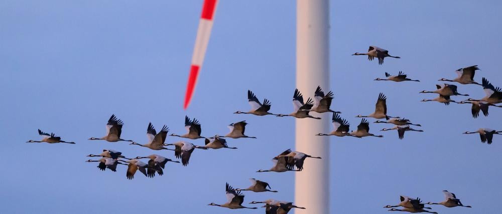 Die hochansteckende Virusvariante H5N1 grassiert endet bei infizierten Vögeln oft tödlich. (Archivbild)