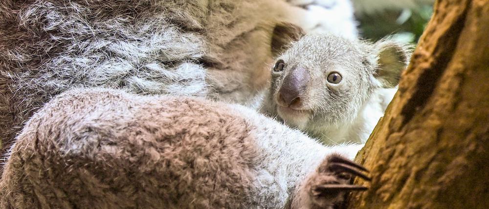 Ein kleines Koala-Jungtier wächst im Zoo Leipzig heran.