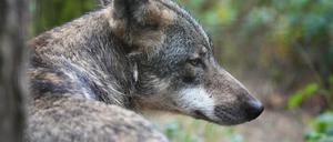 Das Tier überlebte den Zusammenstoß nicht. (Symbolbild)