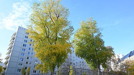 In Berlin soll es bis 2040 eine Million Bäume geben. (Archivbild)