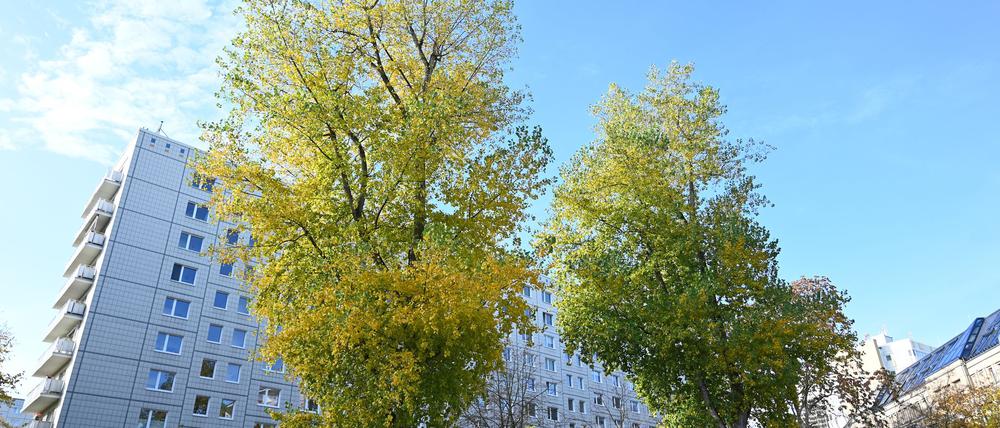 In Berlin soll es bis 2040 eine Million Bäume geben. (Archivbild)