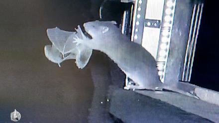 Im Flug gehascht: Eine Ratte schnappt sich eine Fledermaus als Beute.