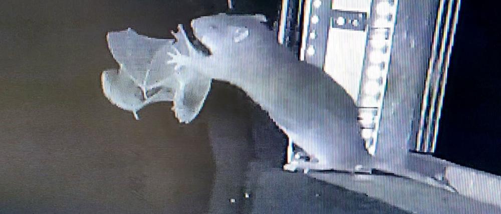 Im Flug gehascht: Eine Ratte schnappt sich eine Fledermaus als Beute.