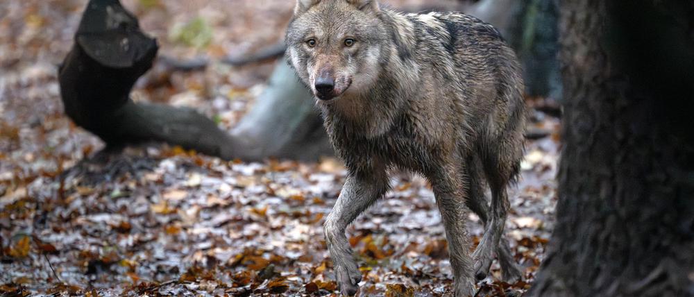 Der Abschuss von Wölfen in Deutschland soll einfacher werden.