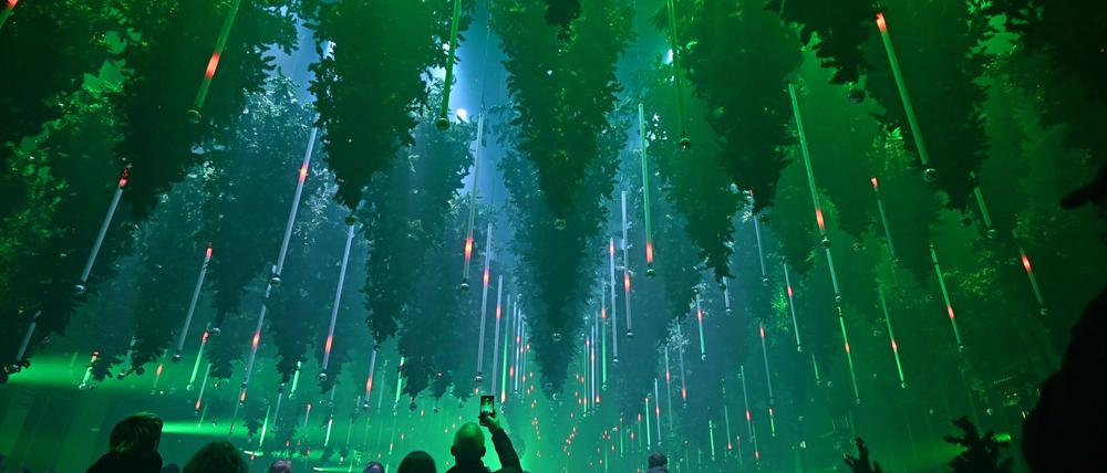 Auf 1.000 Quadratmetern gibt es über 600 schwebende Bäume und 250.000 Lichter.