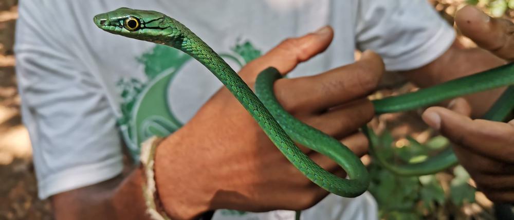 Ein Principe-Smaragdnatter