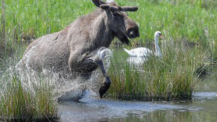 Experten glauben, dass sich die Tiere künftig wieder dauerhaft in Deutschland ansiedeln könnten. (Symbolbild)