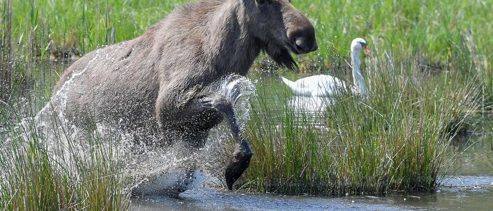 Experten glauben, dass sich die Tiere künftig wieder dauerhaft in Deutschland ansiedeln könnten. (Symbolbild)