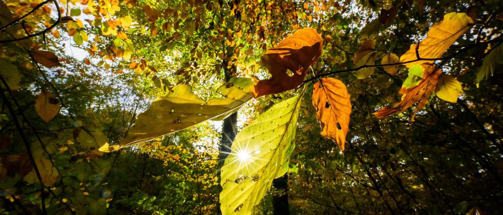 Im Laufe der Woche sind mancherorts Temperaturen bis 20 Grad möglich