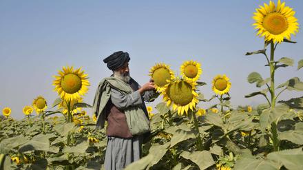 Afghanischer Landwirt in kandahar (Symbolbild).