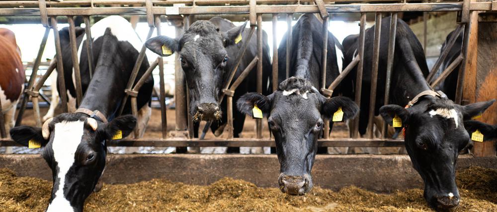 Schon im vergangenen Jahr waren nach Bauernprotesten in der EU Erleichterungen für Landwirte beschlossen worden. (Archivfoto)