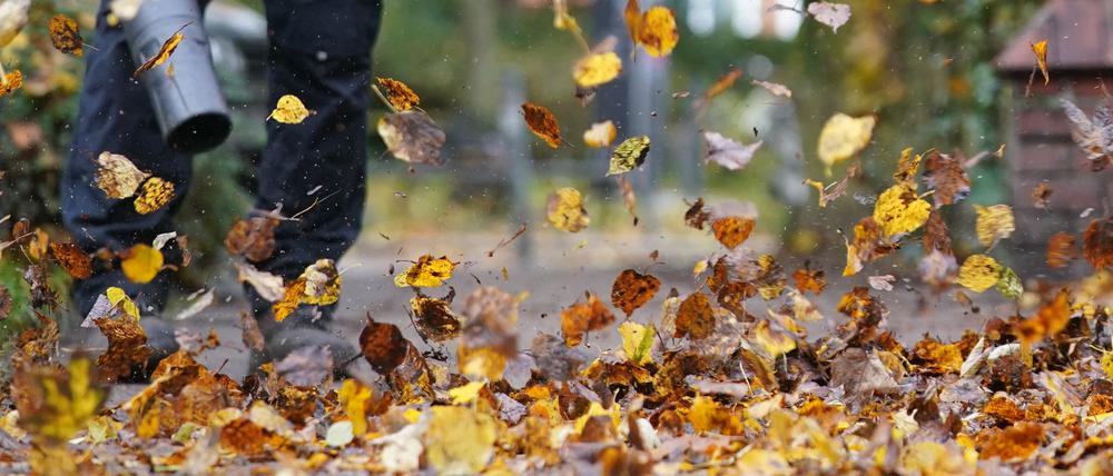 Laub im Garten besser liegen lassen als wegblasen, raten Naturschützer.