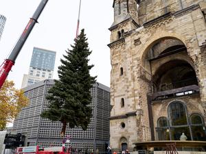 Die Ladung der Fichte aus dem Berliner Südosten verlief diesmal reibungslos.