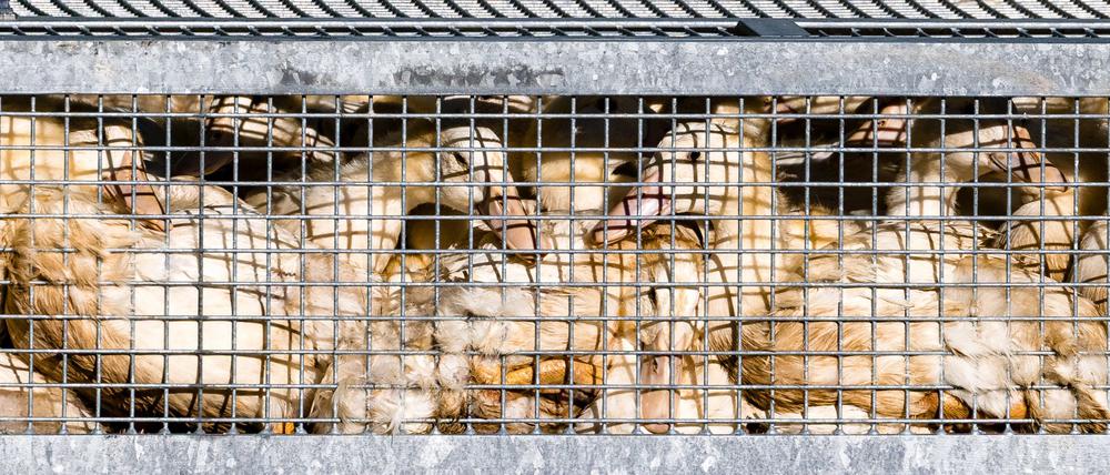 Laut Friedrich-Loeffler-Institut (FLI) kommen in Deutschland täglich Geflügelpest-Ausbrüche in Geflügelhaltungen hinzu. (Archivbild)