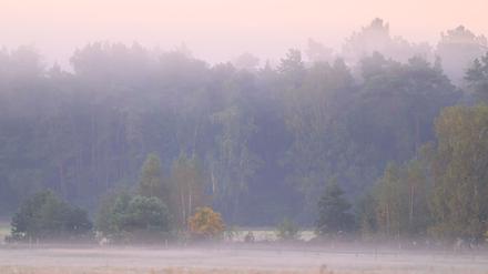 Die Nebelfelder lösen sich am Vormittag rasch auf. (Archivbild)