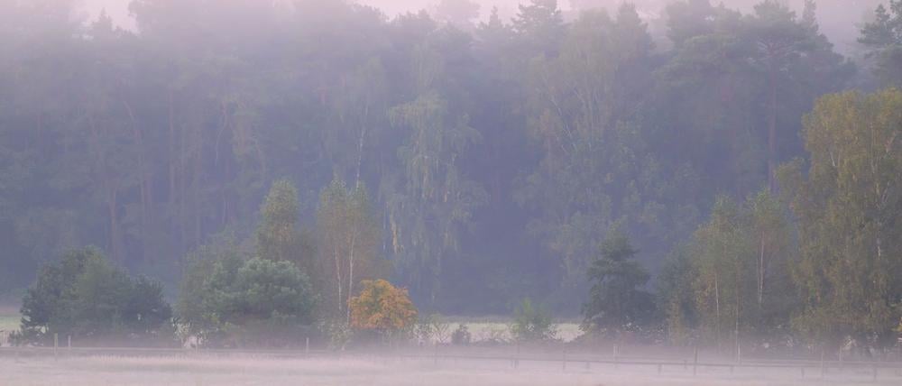 Die Nebelfelder lösen sich am Vormittag rasch auf. (Archivbild)