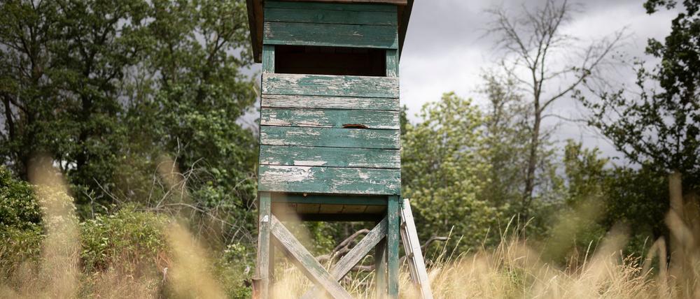 Von einem Hochsitz sichtet ein Jäger im nördlichen Rheinland-Pfalz ein größeres katzenartiges Tier. (Symbolbild)
