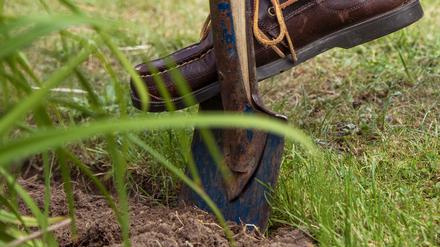 Nachdem das Denkmalamt den ersten Tiny Forest im Stadtzentrum gestoppt hatte, soll es nun in Golm etwas werden.