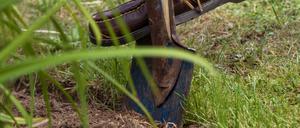 Nachdem das Denkmalamt den ersten Tiny Forest im Stadtzentrum gestoppt hatte, soll es nun in Golm etwas werden.