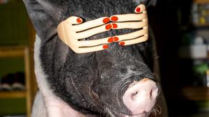 Feng Li, zur Ausstellung "White Nights in Wonderland", Fotografiska Berlin