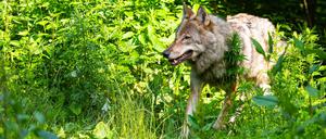 Die Wolfspopulation stagniert in Deutschland auf recht hohem Niveau. (Symbolbild)