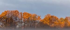 Nebel und Wolken hängen über Berlin und Brandenburg. (Symbolbild)