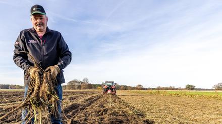 Der Gemüsebauer Dirk Richter erntet Meerrettich.