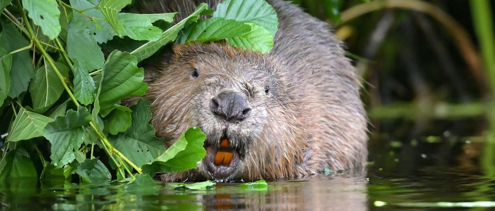 Seit Jahren wird über den Umgang mit dem Biber gestritten.