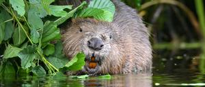 Seit Jahren wird über den Umgang mit dem Biber gestritten.