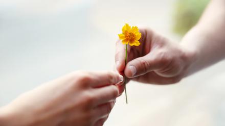 Eine Person reicht einer anderen Person eine kleine gelbe Blume.