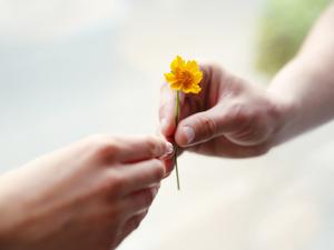 Eine Person reicht einer anderen Person eine kleine gelbe Blume.