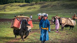 Die heutige Nomadenfamilie zieht mit Yaks in den Sommer in der Mongolei.