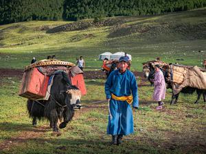 Die heutige Nomadenfamilie zieht mit Yaks in den Sommer in der Mongolei.