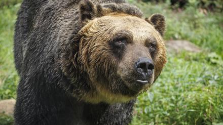 Ein Braunbär ist in Japan zu sehen.