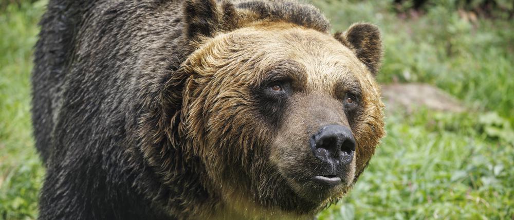 Ein Braunbär ist in Japan zu sehen.