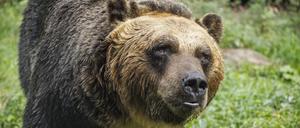 Ein Braunbär ist in Japan zu sehen.