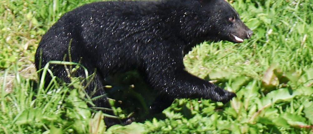 Immer mehr Menschen werden in Japan von Bären angegriffen. (Archivbild)