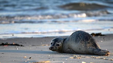 Seehunde zählen zu den größten Meeresraubtieren im Wattenmeer. (Archivbild)