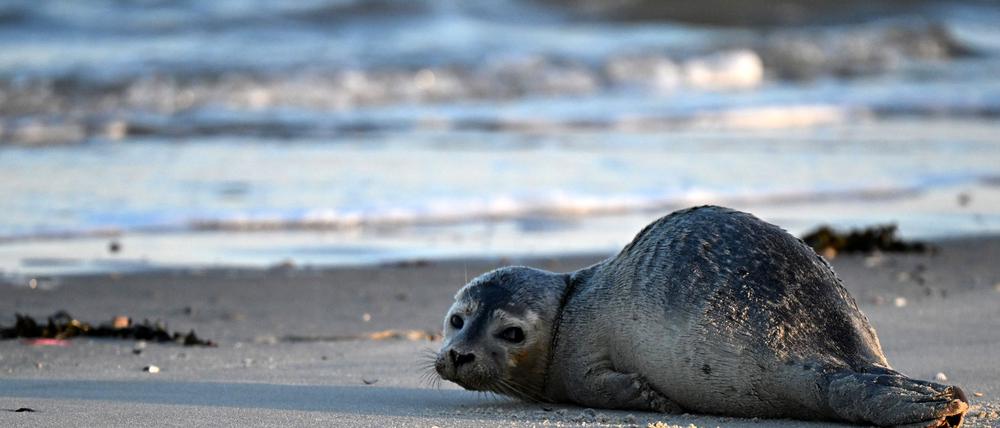 Seehunde zählen zu den größten Meeresraubtieren im Wattenmeer. (Archivbild)