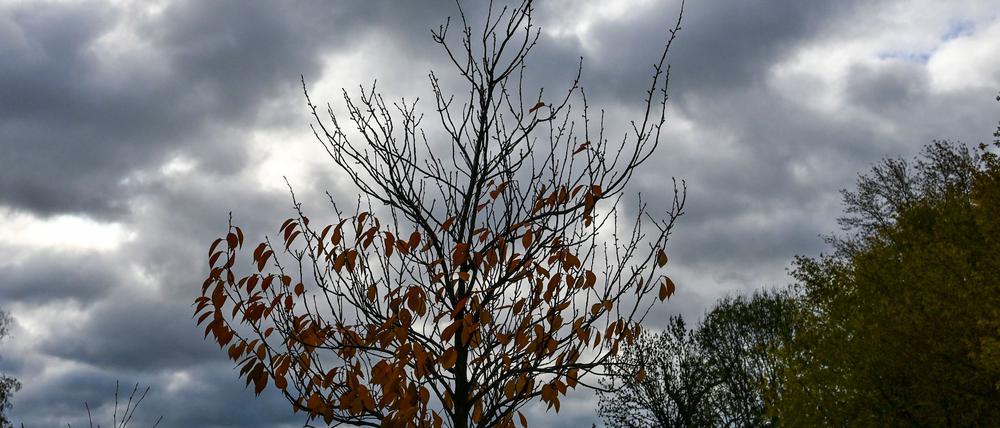 Das Wochenende in Berlin und Brandenburg bringt Regen und kühle Luft. (Archivbild)