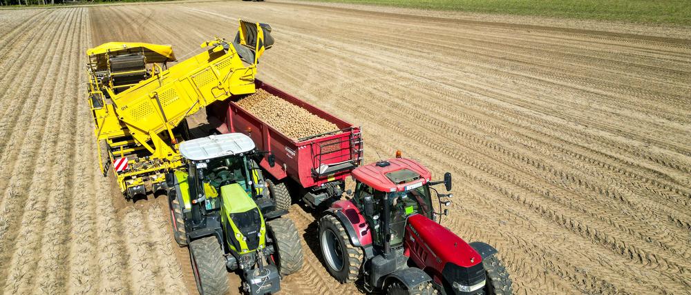 Die Kartoffelbauern haben in diesem Jahr eine sehr gute Ernte eingefahren - es sind sogar zu viele Kartoffeln, die Preise sind relativ schlecht. (Archivfoto)
