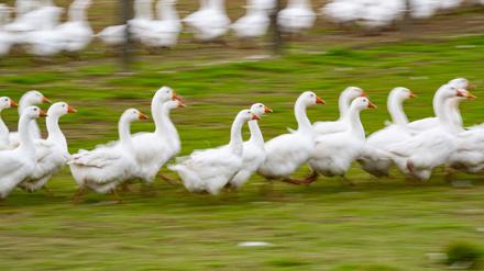 Rund um den Martinstag und Weihnachten ist Hochsaison für Gänsehalter. (Archivbild)