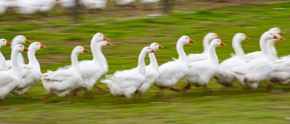Rund um den Martinstag und Weihnachten ist Hochsaison für Gänsehalter. (Archivbild)