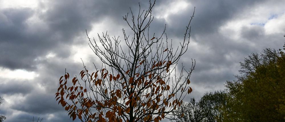 Herbstliches Wetter und kühlere Temperaturen werden in Berlin und Brandenburg erwartet. (Archivbild)
