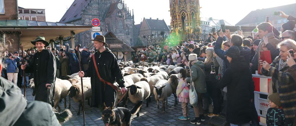 Eine Herde mit 600 Schafen ist in Nürnberg mitten durch die Stadt zu ihren Winterweiden gezogen.