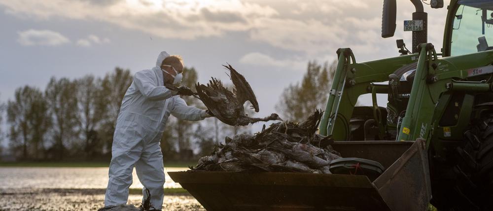 Die Vogelgrippe hat ein Massensterben bei Kranichen ausgelöst. (Archivbild)